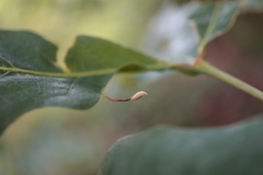 Andricus chinquapin