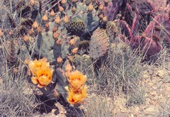 Opuntia rufida
