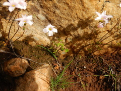 Oxalis dentata