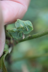 Andricus chinquapin