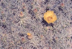 Grusonia aggeria