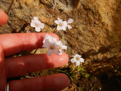 Oxalis dentata