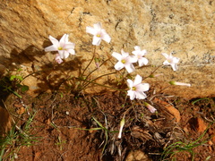 Oxalis dentata