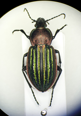 Carabus nitens
