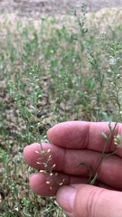 Lepidium ruderale