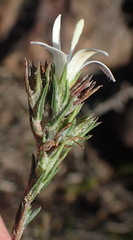 Wahlenbergia cinerea