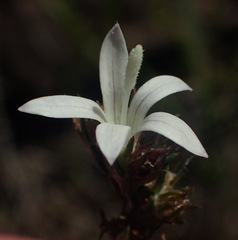 Wahlenbergia cinerea