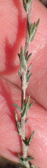 Wahlenbergia cinerea