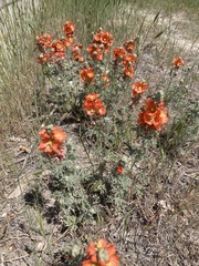Sphaeralcea munroana