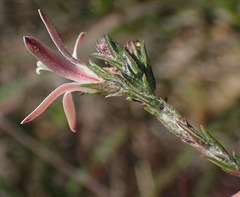 Wahlenbergia cinerea