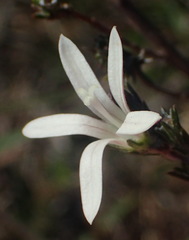 Wahlenbergia cinerea