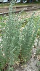 Artemisia austriaca