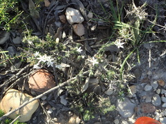 Wahlenbergia cinerea