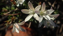 Wahlenbergia cinerea