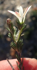 Wahlenbergia cinerea