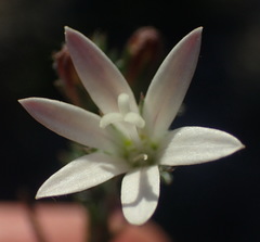 Wahlenbergia cinerea