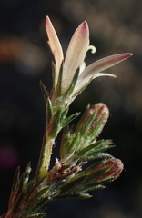 Wahlenbergia cinerea