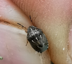 Neottiglossa lineolata