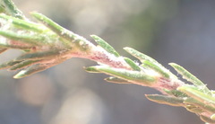 Wahlenbergia cinerea