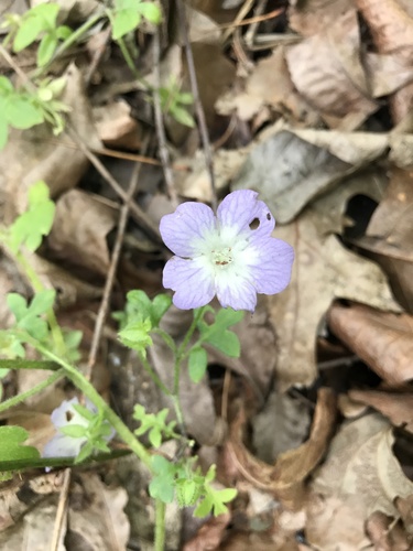 Largeflower baby blue eyes (Nemophila phacelioides)