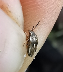 Neottiglossa lineolata