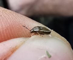 Neottiglossa lineolata