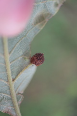 Dryocosmus quercusnotha