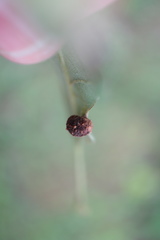 Dryocosmus quercusnotha