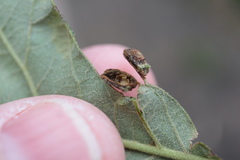 Dryocosmus quercusnotha