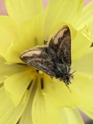 Schinia mitis