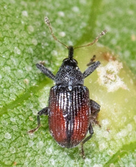 Anthonomus suturalis