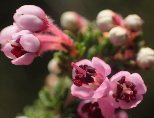 Image of Erica chamissonis by (c) Nicola van Berkel, some rights reserved (CC BY-SA)