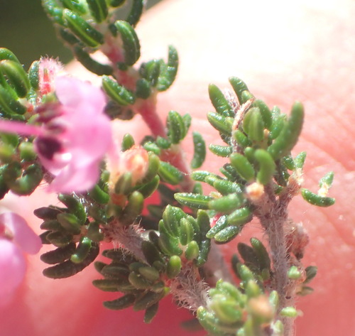 Image of Erica chamissonis by (c) Nicola van Berkel, some rights reserved (CC BY-SA)