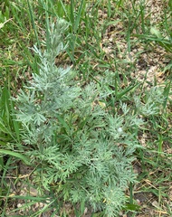 Artemisia absinthium
