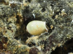 Gibberula secreta