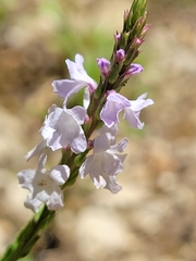 Verbena simplex