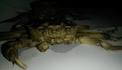 Eriocheir sinensis