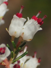 Erica simulans