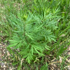 Artemisia vulgaris