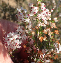 Erica simulans