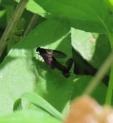Chrysopilus connexus