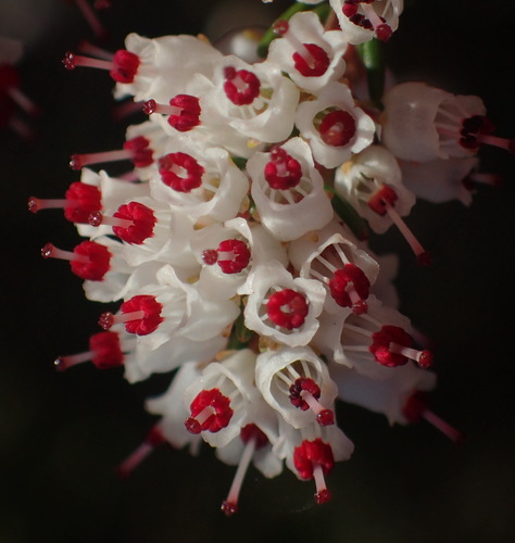 Image of Erica simulans by (c) Nicola van Berkel, some rights reserved (CC BY-SA)