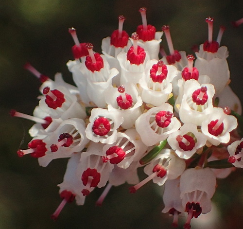 Image of Erica simulans by (c) Nicola van Berkel, some rights reserved (CC BY-SA)
