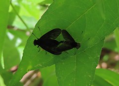 Chrysopilus connexus