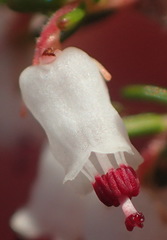 Erica simulans