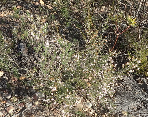 Image of Erica demissa by (c) Nicola van Berkel, some rights reserved (CC BY-SA)