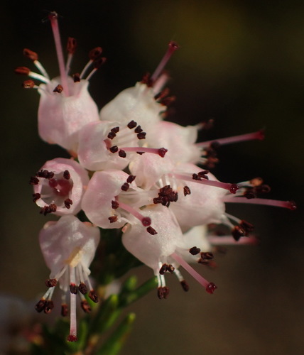 Image of Erica demissa by (c) Nicola van Berkel, some rights reserved (CC BY-SA)