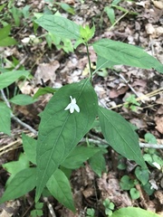 Yeatesia viridiflora