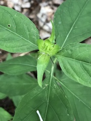 Yeatesia viridiflora