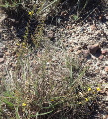 Aspalathus spinosa spinosa